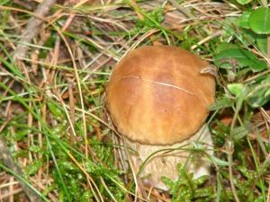 Karelia