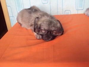 KIKA