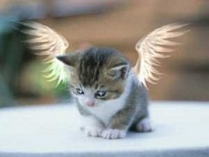 Jasir